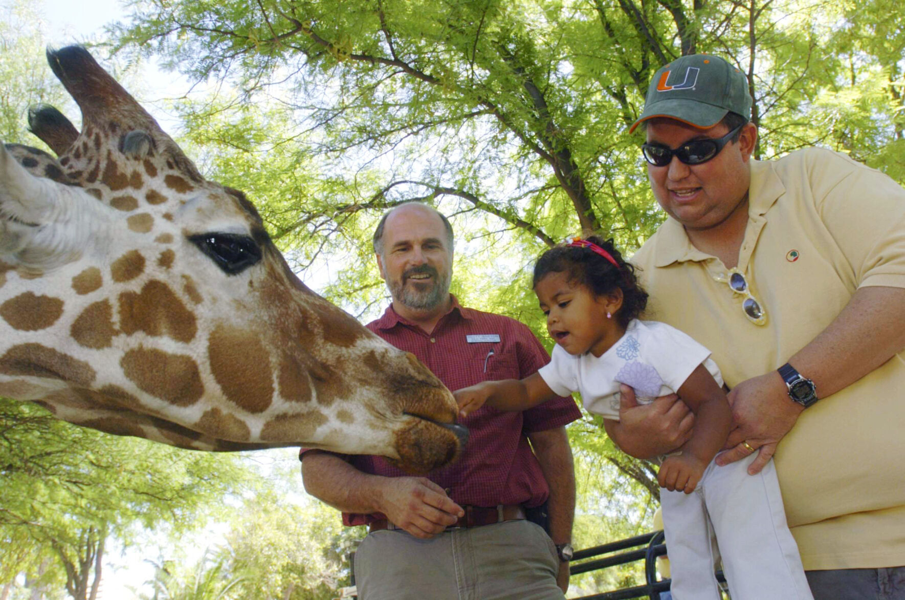 Denver, giraffe, Reid Park Zoo